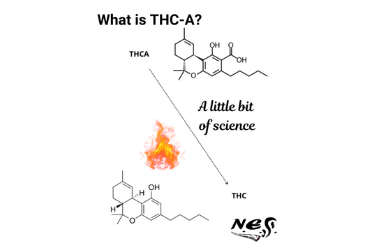 What is THC-a???